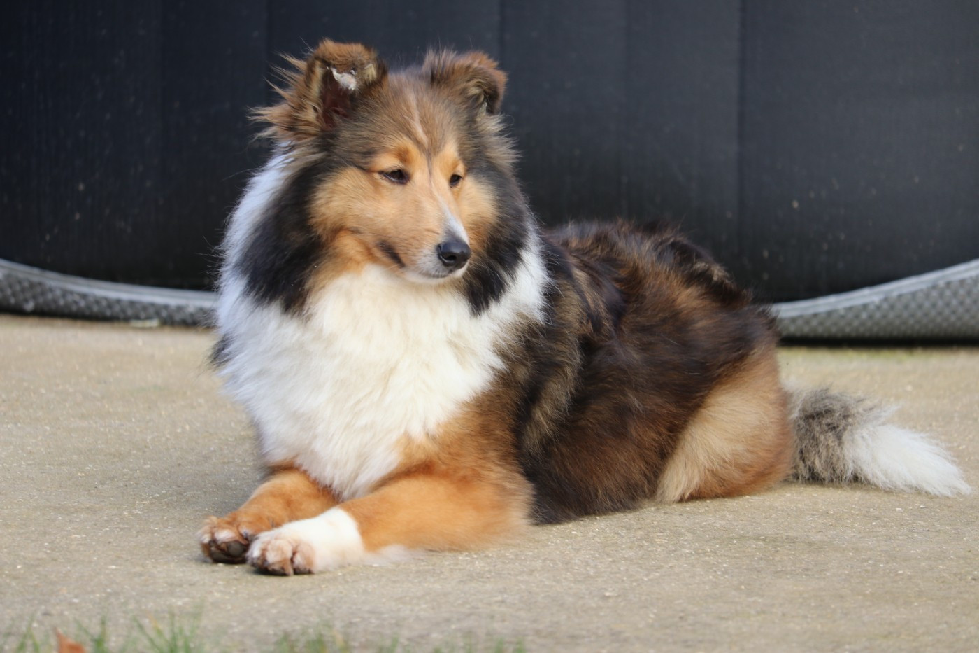 Top girl du Cèdre Enchanté