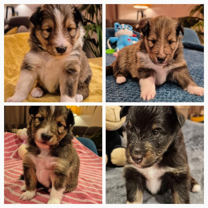 Du Domaine D'Indy - Shetland Sheepdog - Portée née le 30/12/2025