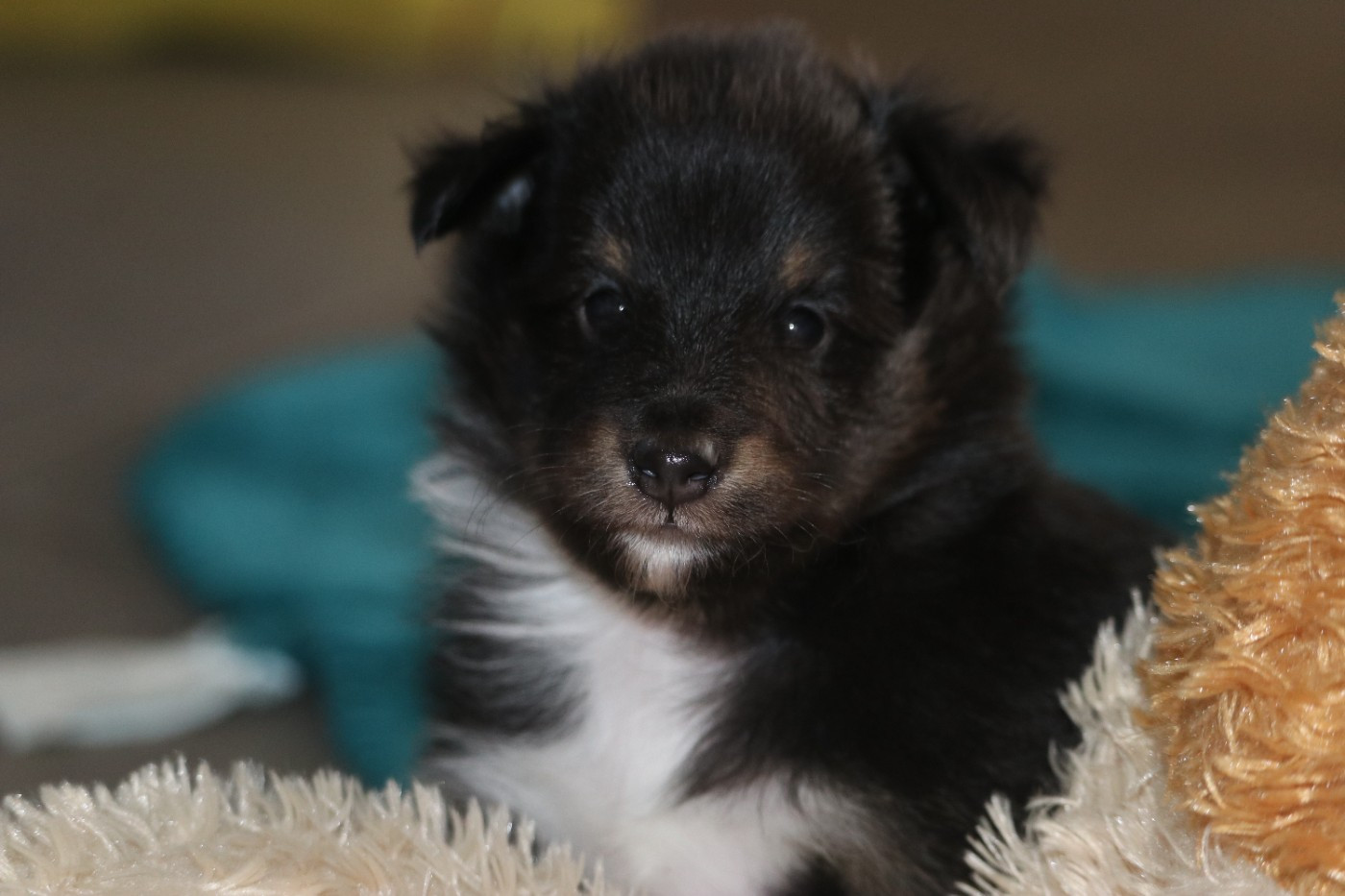 Du Domaine D'Indy - Chiots disponibles - Shetland Sheepdog