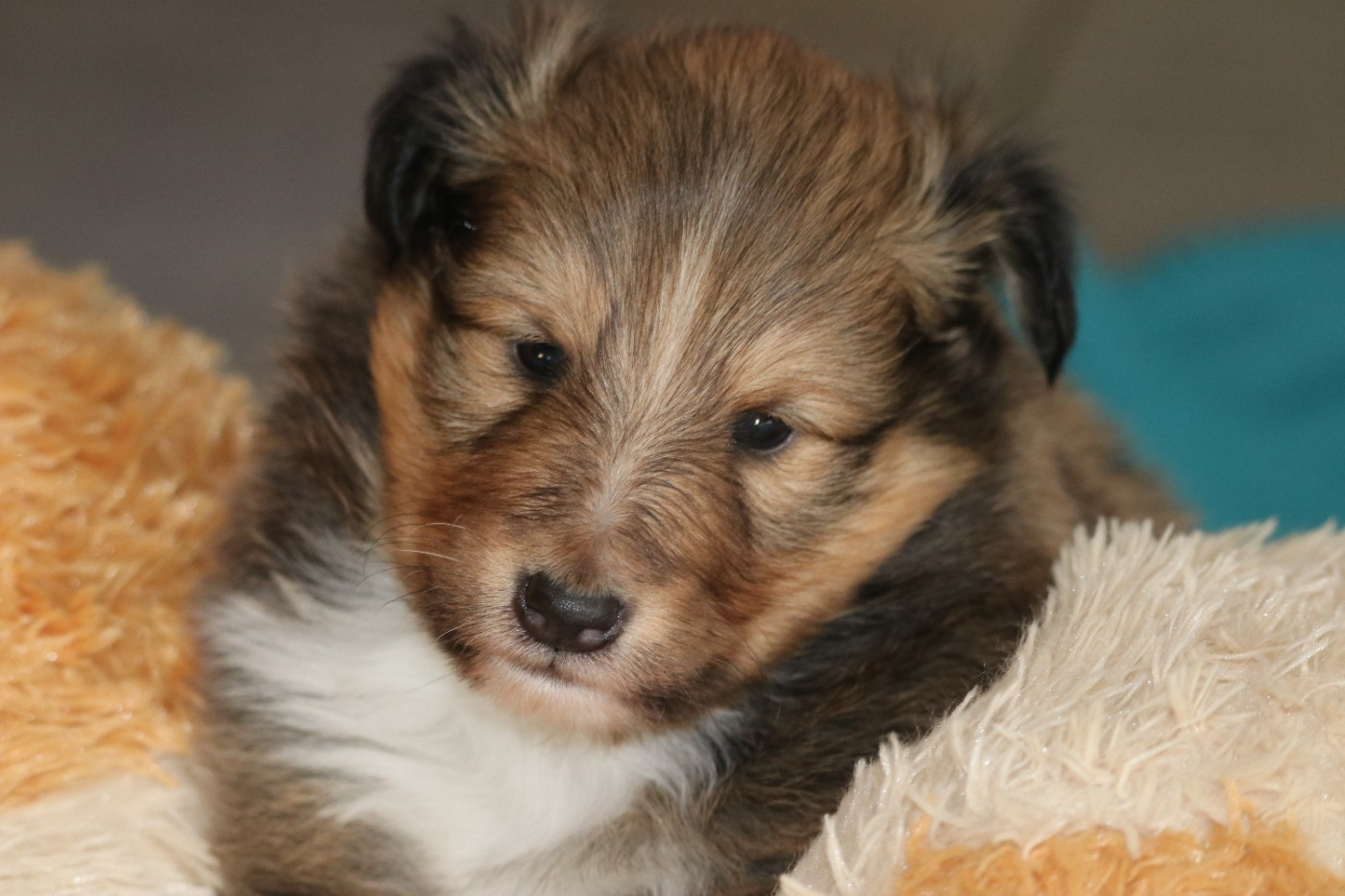 Du Domaine D'Indy - Chiots disponibles - Shetland Sheepdog