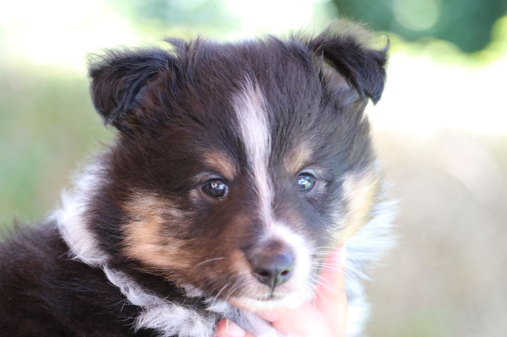 Du Domaine D'Indy - Chiots disponibles - Shetland Sheepdog