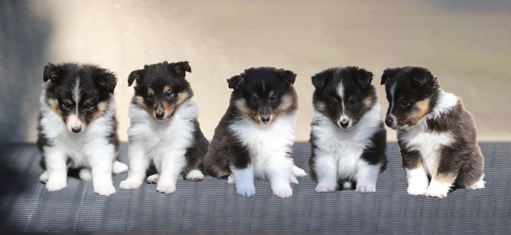 Chiot Shetland Sheepdog Du Domaine D'Indy